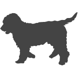 Goldendoodle_var01