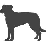 Beauceron_var01