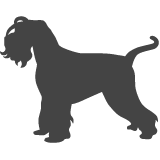 Knírač malý_var01