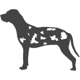 Louisianský leopardí pes