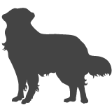 Bernský salašnický pes
