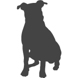 Americký staffordšírský teriér_var02