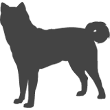 Akita inu_var01