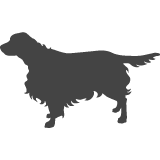 Welsh springer spaniel_var01