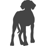 Výmarský ohař_var02