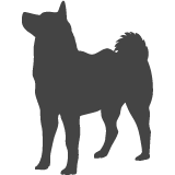 Americká akita_var01