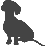 Jezevčík hladkosrstý_var02