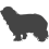 Bearded kolie_var01