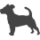 Jack russell_var01