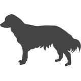 Kooikerhondje_var01