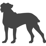 Italský corso pes - Cane corso_var01