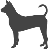 Thajský ridgeback_var01