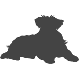 Australský ovčák_var03