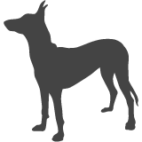 Faraonský pes