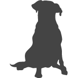 Labradorský retrívr_var02