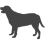 Labradorský retrívr_var01