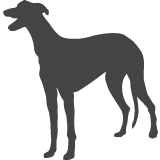 Anglický chrt - Greyhound_var01