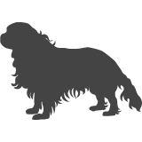 Kavalír king charles spaniel_var01