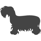 Český teriér_var01