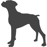 Boxer_var01