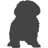 Shihtzu_var03