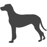 Maďarský ohař - Vizsla_var01
