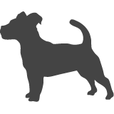 Jack russell_var01