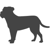 Boerboel_var01