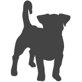 Jack russell_var02
