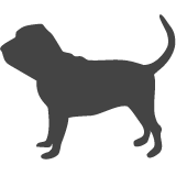 Bloodhound_var01