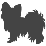 Malý kontinentální španěl - Papillon_var01