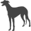 Anglický chrt - Greyhound_var01