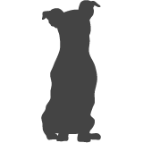 Jack russell_var03