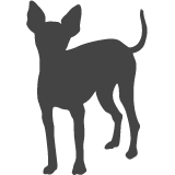 Pražský krysařík_var01