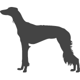 Saluki - Perský chrt_var01
