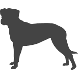 Argentinská doga_var01