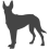 Belgický ovčák - Malinois_var01
