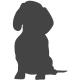 Jezevčík hladkosrstý_var03