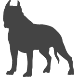 Americký staffordšírský teriér_var01