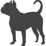 Americký buldok_var01