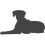 Rhodéský ridgeback_var02