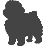 Boloňský psík_var01