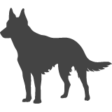 Australská kelpie_var01