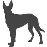 Belgický ovčák - Malinois_var01