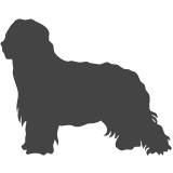 Briard_var01