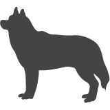 Husky_var01