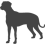 Rhodéský ridgeback_var01