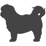 Shihtzu_var02