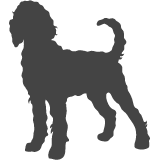 Portugalský vodní pes_var01