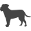 Boerboel_var01